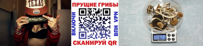 darknet какой сайт  Благовещенск  Галлюциногенные грибы Psilocybe 